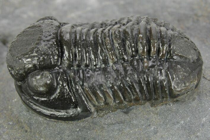 Detailed Gerastos Trilobite Fossil - Morocco #377243